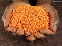 INDIAN FOOD Curry RED LENTILS MASOOR DAL horse millet beans RED LENTILS