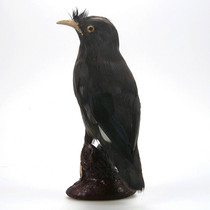 Simulation animal model props feathers simulation bird Bago Crow starlings little black bird photography teaching supplies