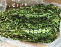2 bags ~ 21 years of first stubble boutique alfalfa ChinChin rabbit guinea pig 500g