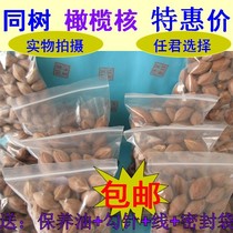 Olive nuclear carving raw materials with the same tree oil core Luohan Guanyin Maitreya machine carving olive Hu Su Pearl raw seed material a catty