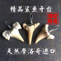 Morocco imported shark animal tooth fossil specimen diy personalized jewelry pendant boutique new product