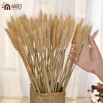 (Mi Yang) Natural wheat ears wind dried flowers real bouquet open barley living room bedroom decoration gift props wheat