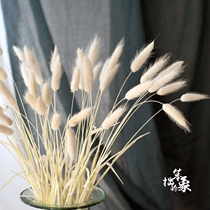 Natural rabbit tail grass Dog tail grass Hay dried flowers Eternal life True flower bouquet Living room decoration flower ornaments Photo props