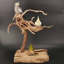 Factory root brush holder solid wood parrot bird station holder Xuanfeng peony branches large medium and small station bird training platform