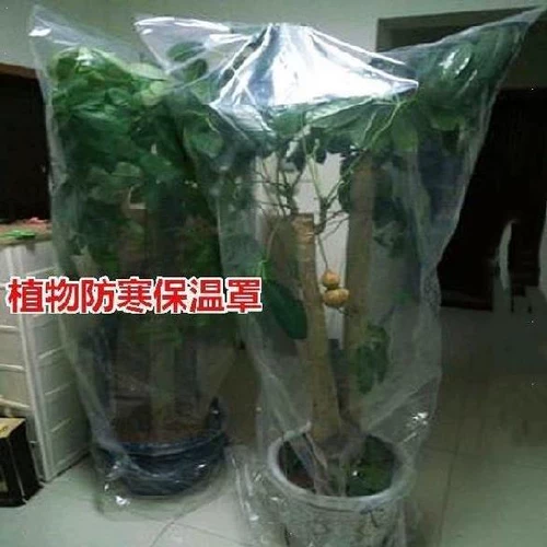 Растение изоляционная крышка внутреннего двора.