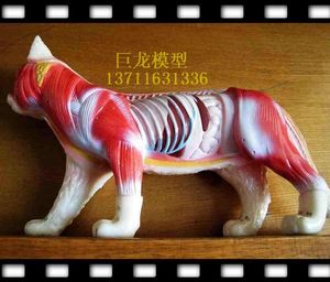 猫解剖 猫针灸 猫模型 教学模型、动物标本模型