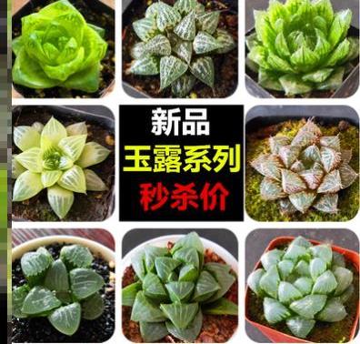 蝉翼多肉植物雨露玉露透明稀有品种玉坠冰灯摆件装饰可爱盆栽老桩 阿里巴巴找货神器 蝉翼多肉植物雨露玉露透明稀有品种玉坠冰灯摆件装饰可爱盆栽老桩 阿里巴巴找货神器